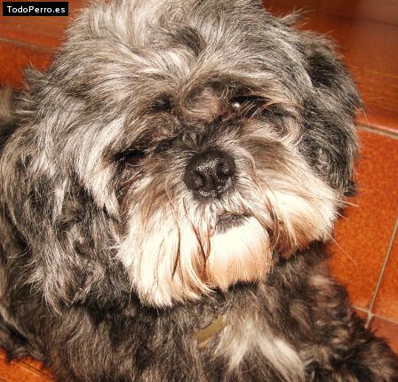 Foto del perro Hach