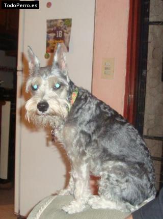 La foto del perro