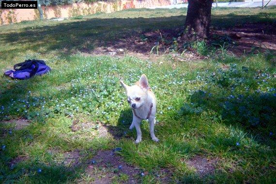 La foto del perro