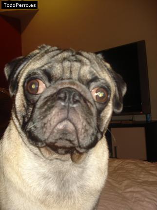 La foto del perro