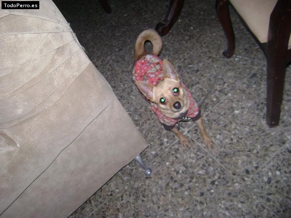 La foto del perro