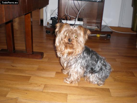 La foto del perro