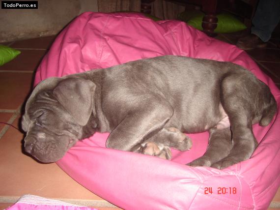 La foto del perro