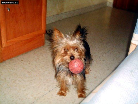 La foto del perro