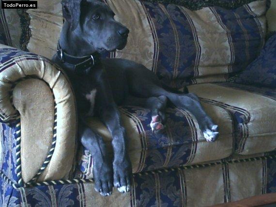 La foto del perro