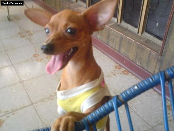 La foto del perro