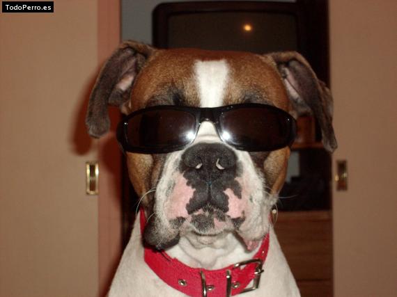 La foto del perro