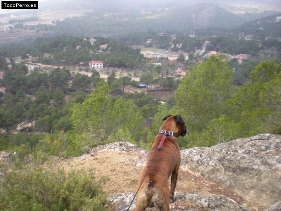 La foto del perro