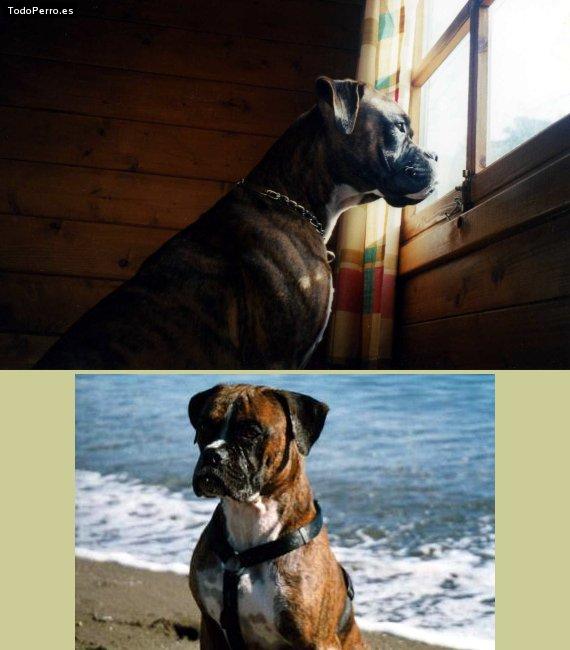 La foto del perro