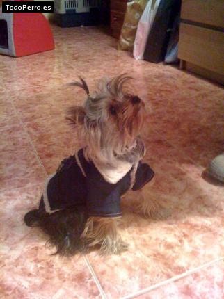 La foto del perro
