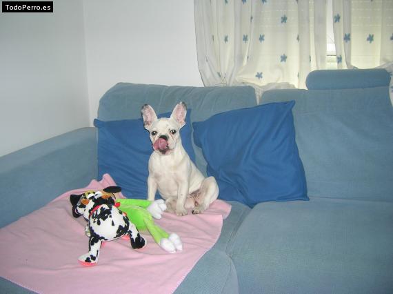 La foto del perro