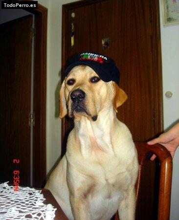 La foto del perro