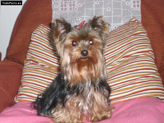 La foto del perro