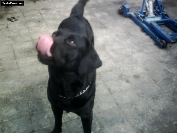 La foto del perro
