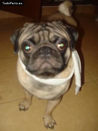 La foto del perro