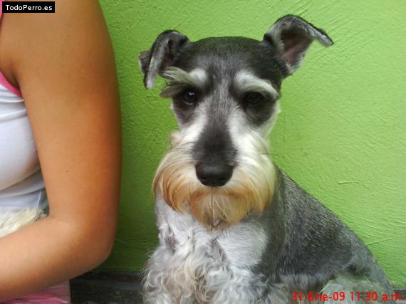 La foto del perro
