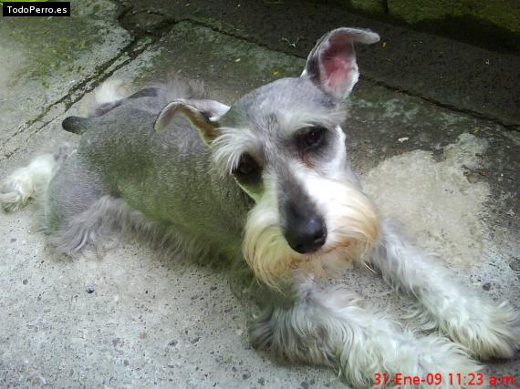 La foto del perro