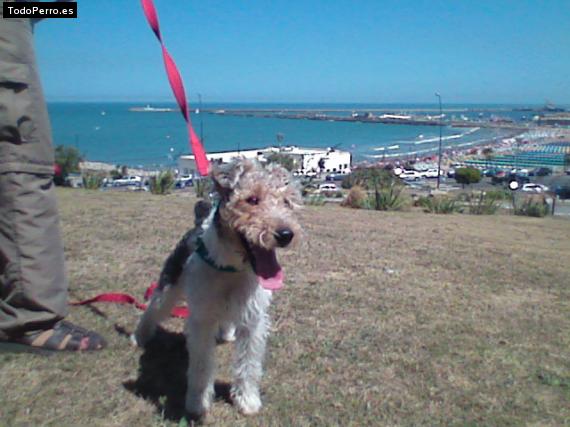 La foto del perro