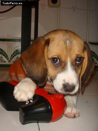 La foto del perro