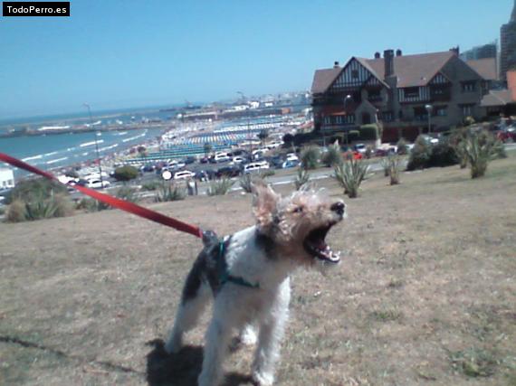 La foto del perro