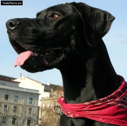 La foto del perro