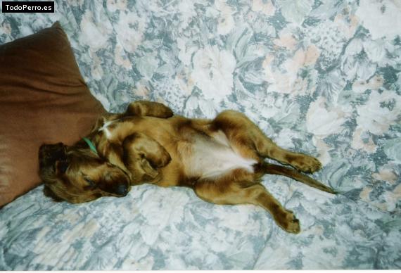 La foto del perro