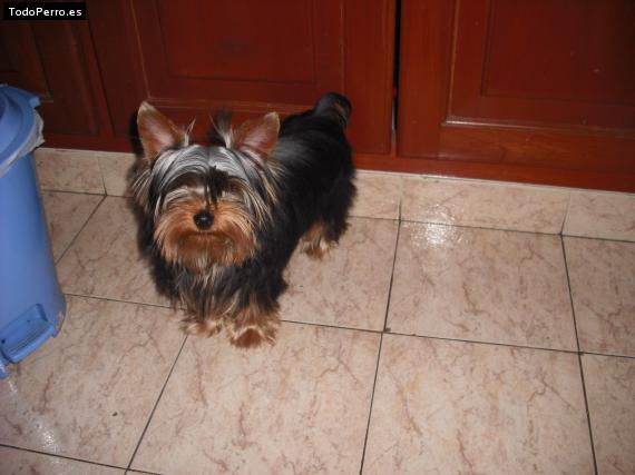 La foto del perro