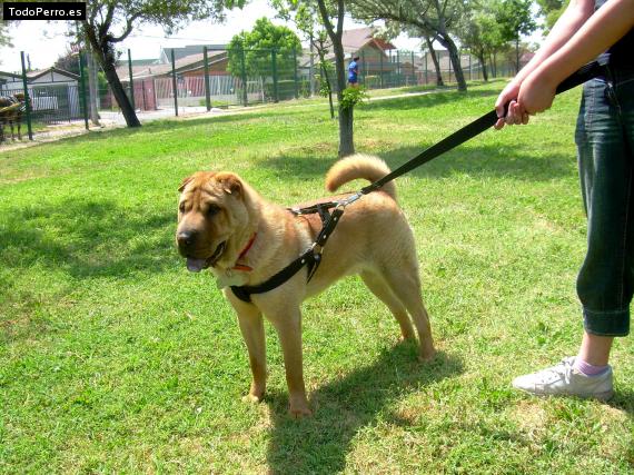 La foto del perro
