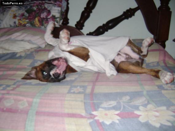 La foto del perro