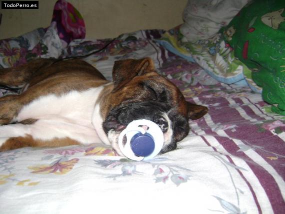 La foto del perro