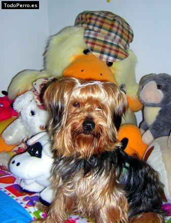 La foto del perro