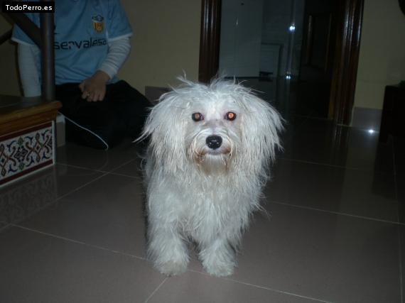 La foto del perro