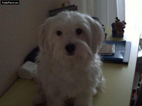 La foto del perro