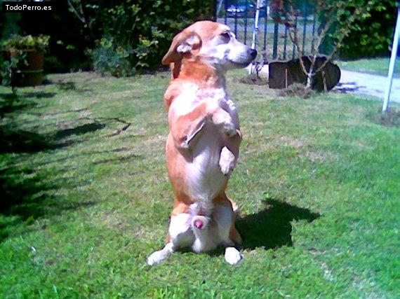 La foto del perro