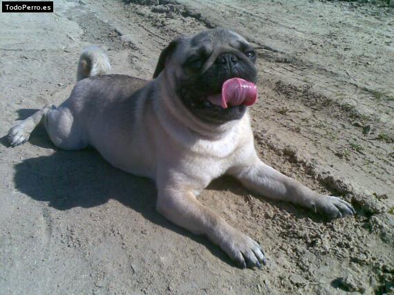 La foto del perro