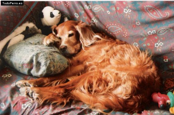 La foto del perro