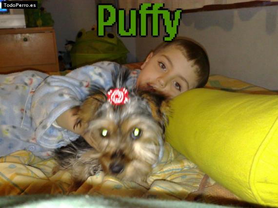 La foto del perro