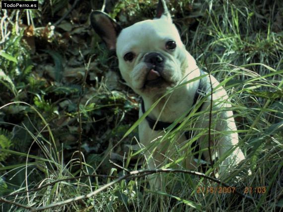 La foto del perro
