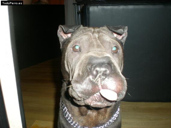 La foto del perro
