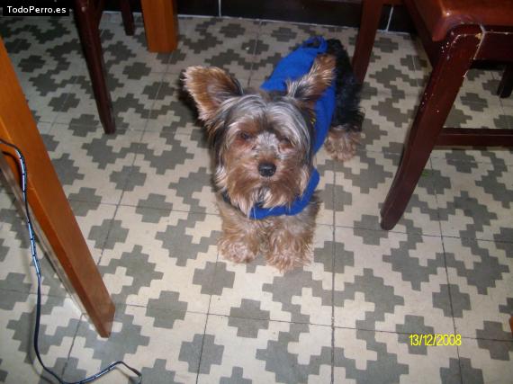 La foto del perro