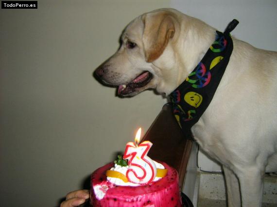 La foto del perro