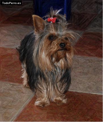 La foto del perro