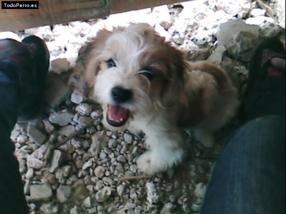 La foto del perro
