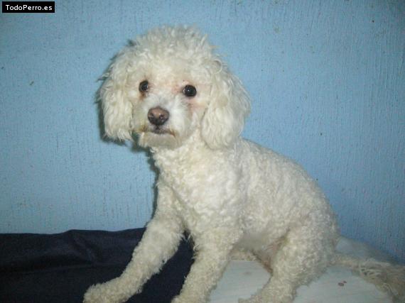 Foto del perro Estrellita