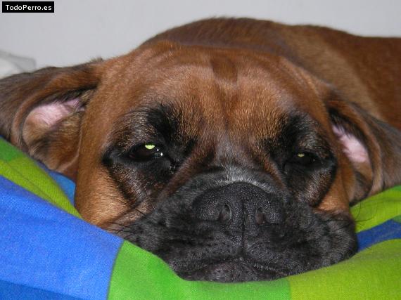 La foto del perro