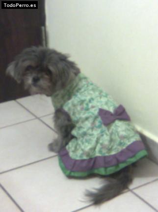 Foto del perro Wendy