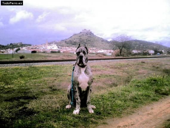 Foto del perro Duke