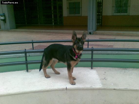 La foto del perro