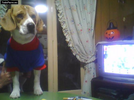 La foto del perro