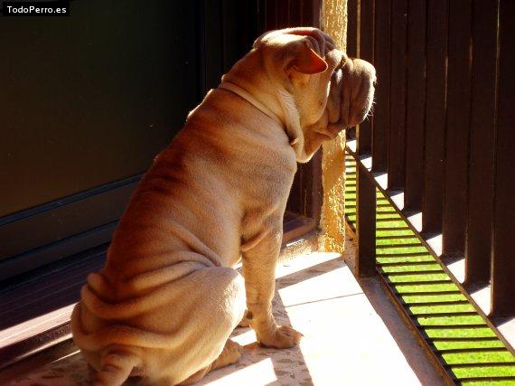 La foto del perro